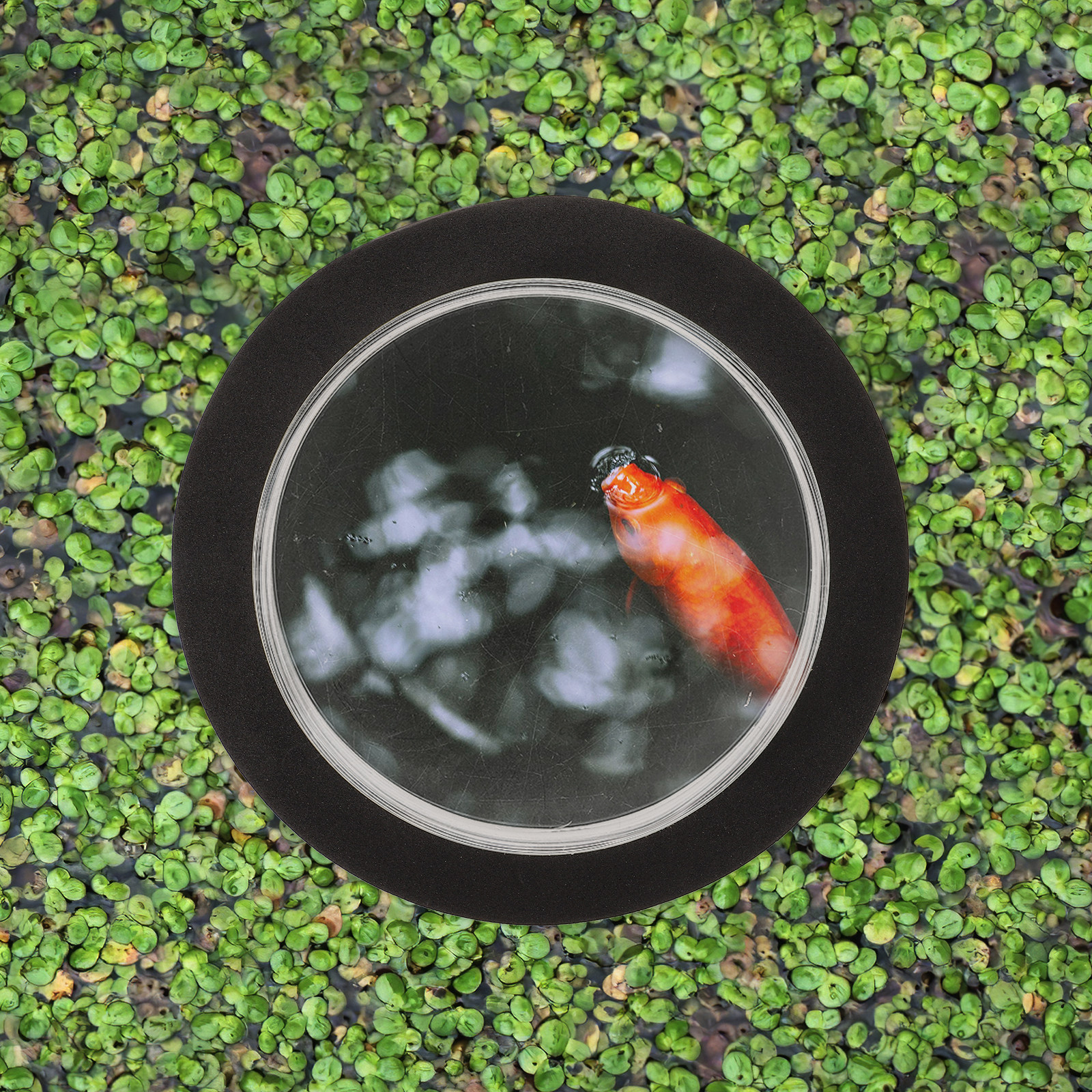 Outdoor Decor Fish Dome Pond A - огляд і ціна Plastic Dome Clear