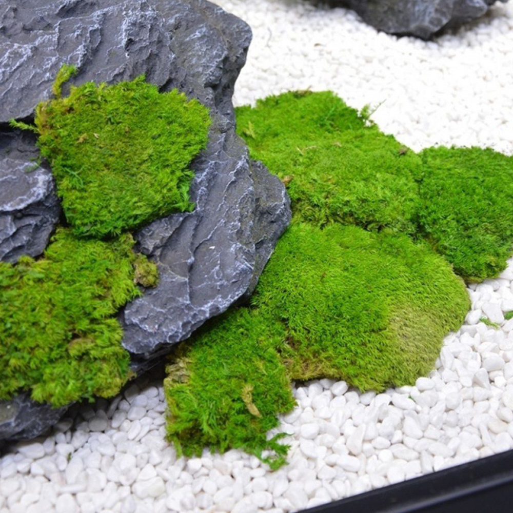 20/80g Eternal Life Moss Grass - огляд і ціна Sphagnum Moss Dry