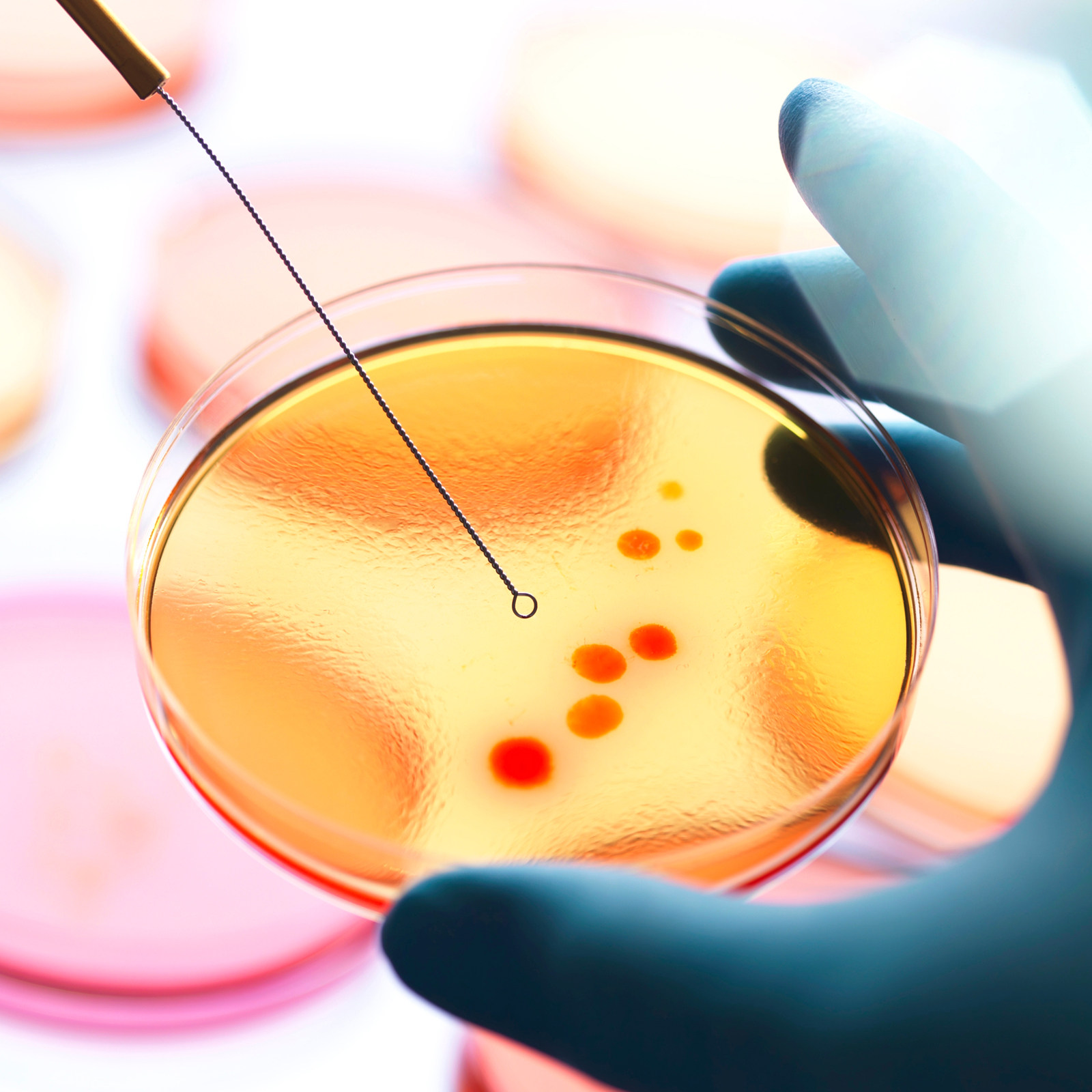 20Pcs Agar Petri Plates Pre-Po - огляд і ціна Agar Tissue Culture