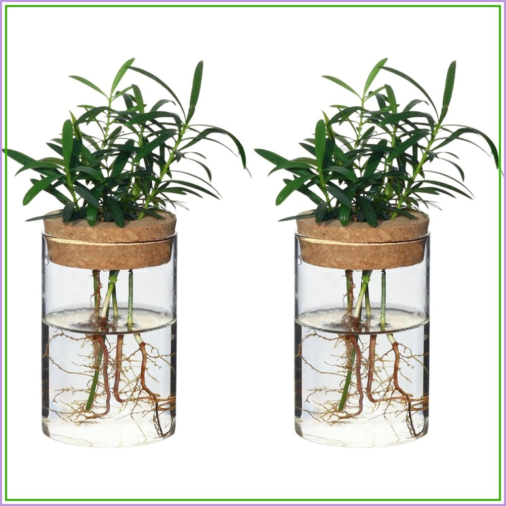 Desktop Glass Flower Vases - I - огляд і ціна Propagation Station Vase